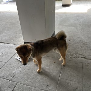 강아지 주인을 찾습니다 시바 전라북도 전주시 덕진구