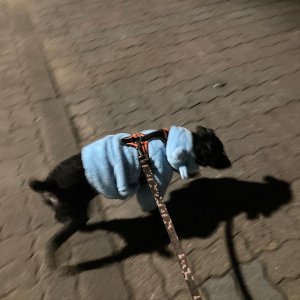 강아지를 찾습니다 푸들/미디엄푸들 경기도 부천시 원미구