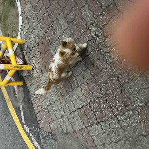 강아지 주인을 찾습니다 말티즈 경기도 광주시