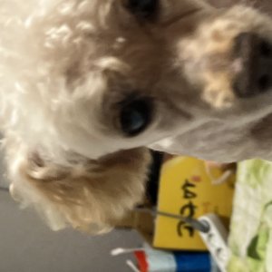 강아지를 찾습니다 푸들/미니어처푸들 대구광역시 달서구