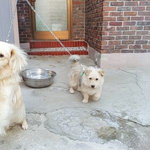강아지를 찾습니다 믹스견 전라남도 목포시