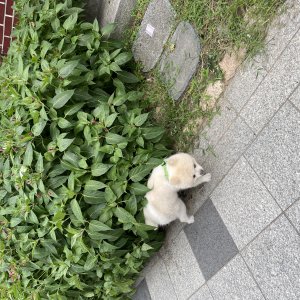 강아지 주인을 찾습니다 포메라니언 대구광역시 중구