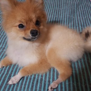 강아지를 찾습니다 포메라니언 대구광역시 북구