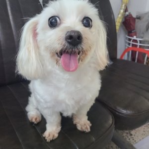 강아지를 찾습니다 말티즈 부산광역시 사상구