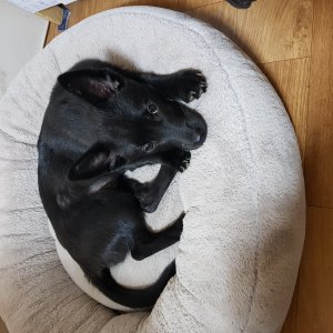 강아지 주인을 찾습니다 믹스견 전라남도 광양시