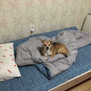 강아지를 찾습니다 믹스견 울산광역시 중구