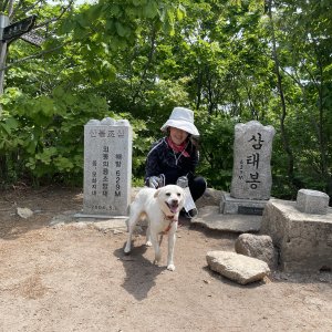 강아지를 찾습니다 믹스견 경상북도 경주시