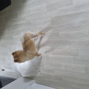 강아지를 찾습니다 포메라니언 인천광역시 부평구
