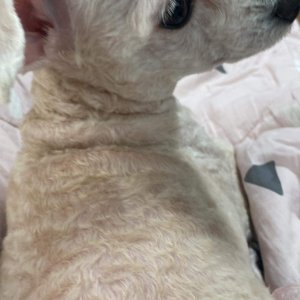 강아지를 찾습니다 푸들/토이푸들 대전광역시 중구