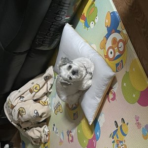 강아지를 찾습니다 시츄 경기도 연천군