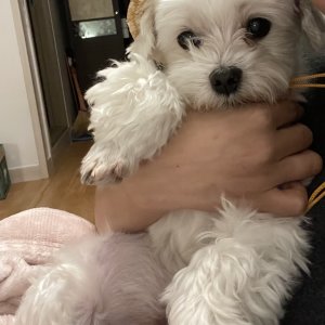 강아지를 찾습니다 말티즈 전라남도 신안군