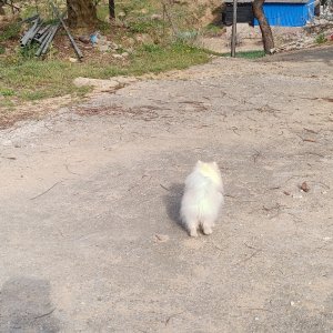 강아지를 찾습니다 포메라니언 경상남도 진주시