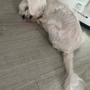 강아지를 찾습니다 말티즈 서울특별시 영등포구
