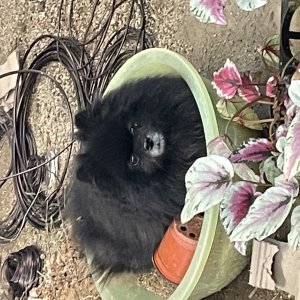 강아지를 찾습니다 포메라니언 경기도 광명시