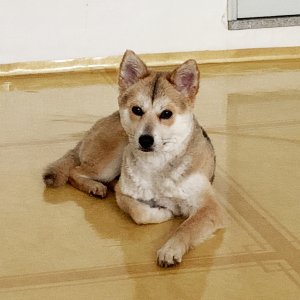 강아지를 찾습니다 믹스견 경상남도 진주시