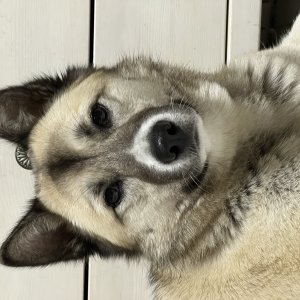 강아지를 찾습니다 믹스견 인천광역시 강화군