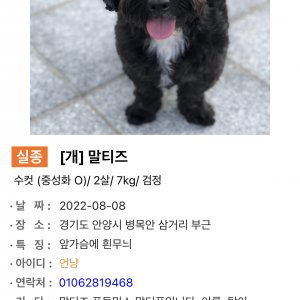강아지를 찾습니다 말티즈 경기도 안양시 만안구