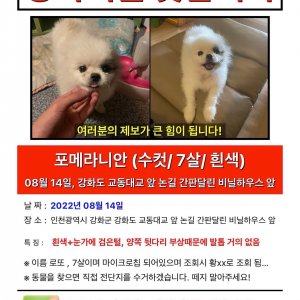 강아지를 찾습니다 포메라니언 인천광역시 강화군