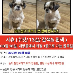 강아지를 찾습니다 시츄 광주광역시 서구