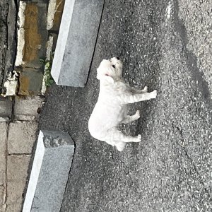 강아지 주인을 찾습니다 말티즈 서울특별시 구로구