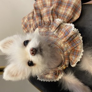 강아지를 찾습니다 포메라니언 인천광역시 서구