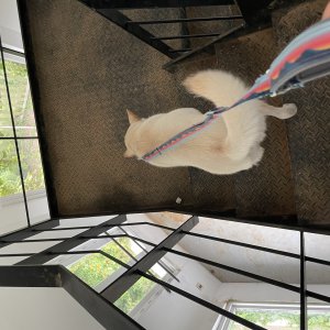 강아지를 찾습니다 진돗개 경기도 화성시