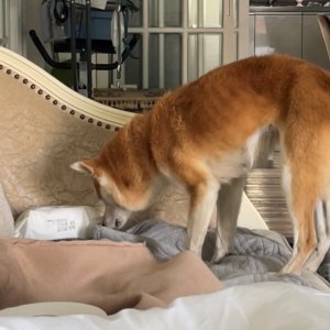강아지를 찾습니다 시바 대전광역시 서구