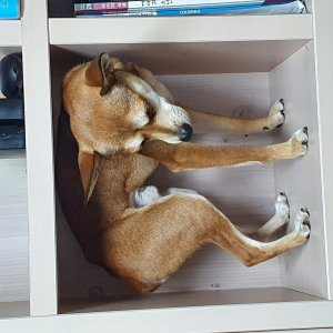 강아지를 찾습니다 믹스견 전라북도 전주시 완산구