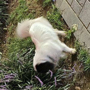 강아지 주인을 찾습니다 기타견종 부산광역시 연제구