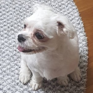강아지를 찾습니다 말티즈 서울특별시 용산구