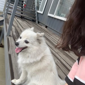 강아지를 찾습니다 제퍼니즈스피츠 인천광역시 서구