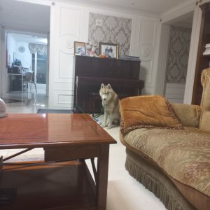 강아지를 찾습니다 시베리안허스키 경상북도 경주시