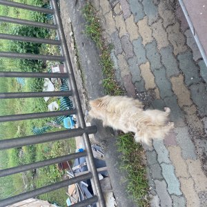 강아지 주인을 찾습니다 포메라니언 인천광역시 연수구