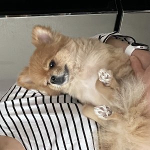 강아지를 찾습니다 포메라니언 전라북도 김제시