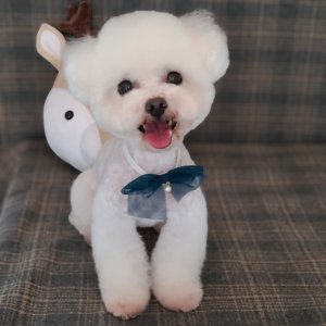 강아지를 찾습니다 푸들/토이푸들 서울특별시 서대문구
