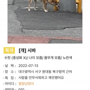 강아지 주인을 찾습니다 기타견종 대구광역시 서구