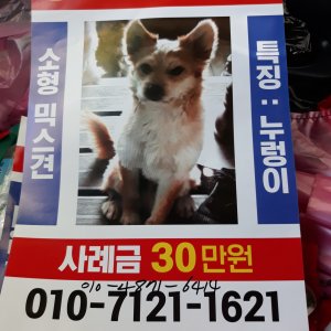 강아지를 찾습니다 믹스견 경상남도 창녕군