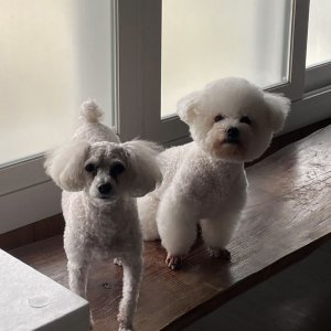 강아지를 찾습니다 비숑프리제 전라북도 부안군