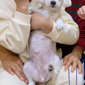 강아지를 찾습니다 말티즈 충청남도 당진시