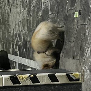 강아지 주인을 찾습니다 기타견종 경기도 안산시 상록구