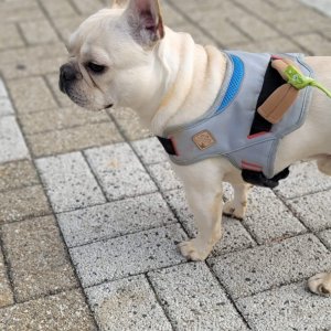 강아지를 찾습니다 프랜치불독 충청남도 서산시