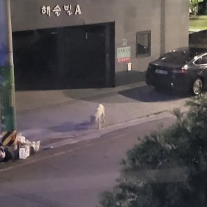 강아지 주인을 찾습니다 믹스견 전라북도 군산시