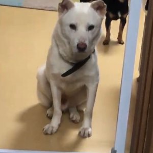강아지를 찾습니다 진돗개 경기도 하남시
