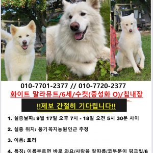 강아지를 찾습니다 알래스칸맬러뮤트 경상북도 영주시