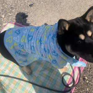 강아지를 찾습니다 진돗개 충청남도 아산시