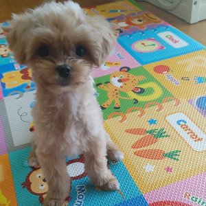 강아지를 찾습니다 믹스견 대전광역시 유성구
