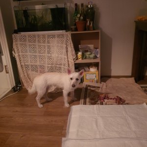 강아지를 찾습니다 기타견종 서울특별시 중구