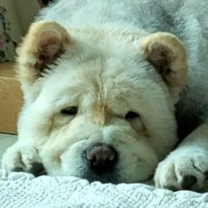 강아지를 찾습니다 차우차우 충청남도 홍성군