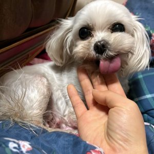 강아지를 찾습니다 말티즈 경기도 안성시