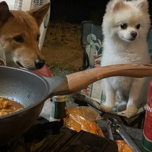 강아지를 찾습니다 진돗개 대구광역시 북구